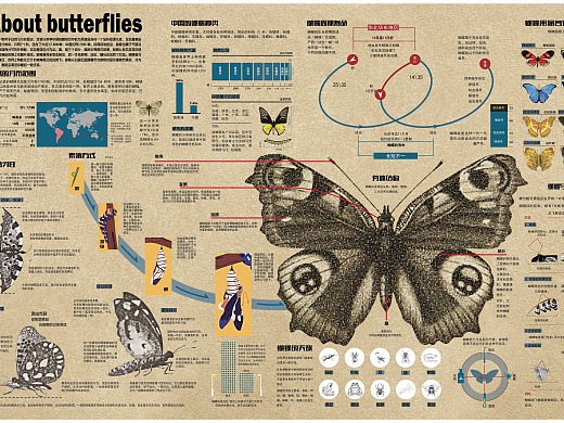 信息图表--蝴蝶                        2019-2020 下