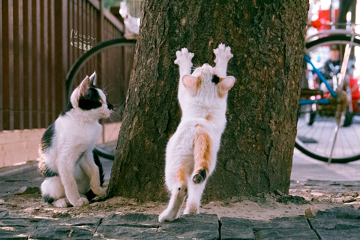 走街串巷寻拍一整年，只为这20张可爱的猫咪萌照！（图ZMTAxODIyNDky） - 宠物摄影 - 站酷设计师喵呜不停原创素材 - 站酷ZCOOL