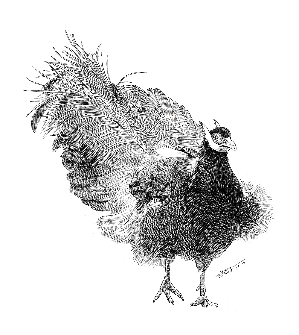 濒危动物系列素描