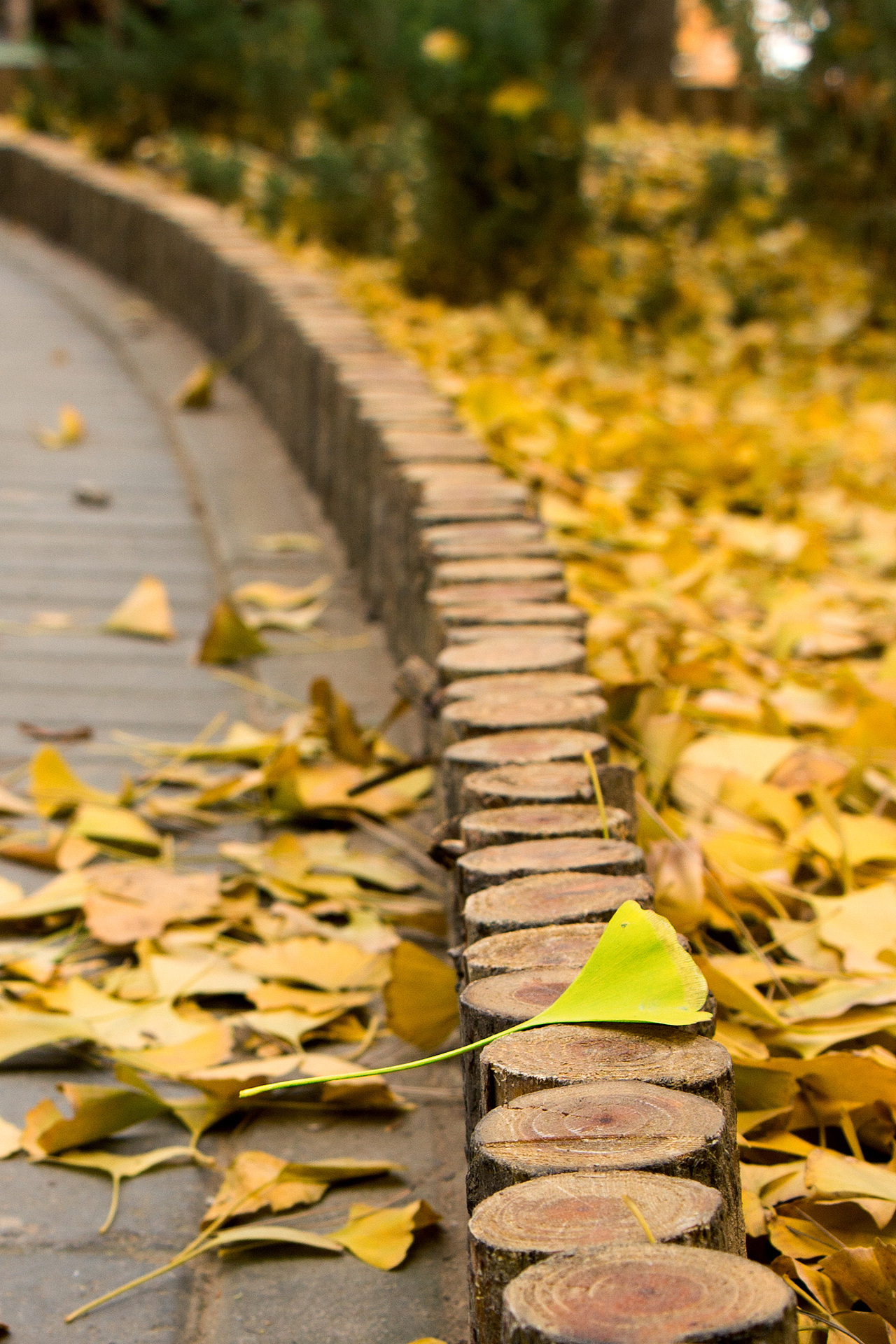 阳光灿烂的日子