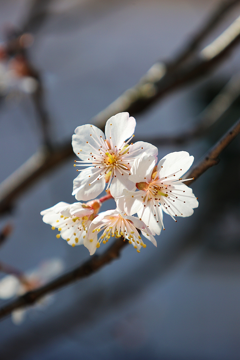 攝影.春日櫻桃花開（圖ZMzMyMjEwNzUy） - 風(fēng)光攝影 - 站酷設(shè)計(jì)師海天旖原創(chuàng)素材 - 站酷ZCOOL