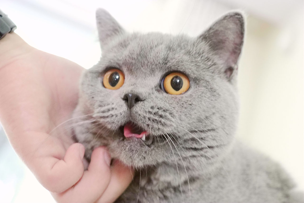 种猫-MM-纯蓝色-冬梅-英国短毛猫|沐米猫舍