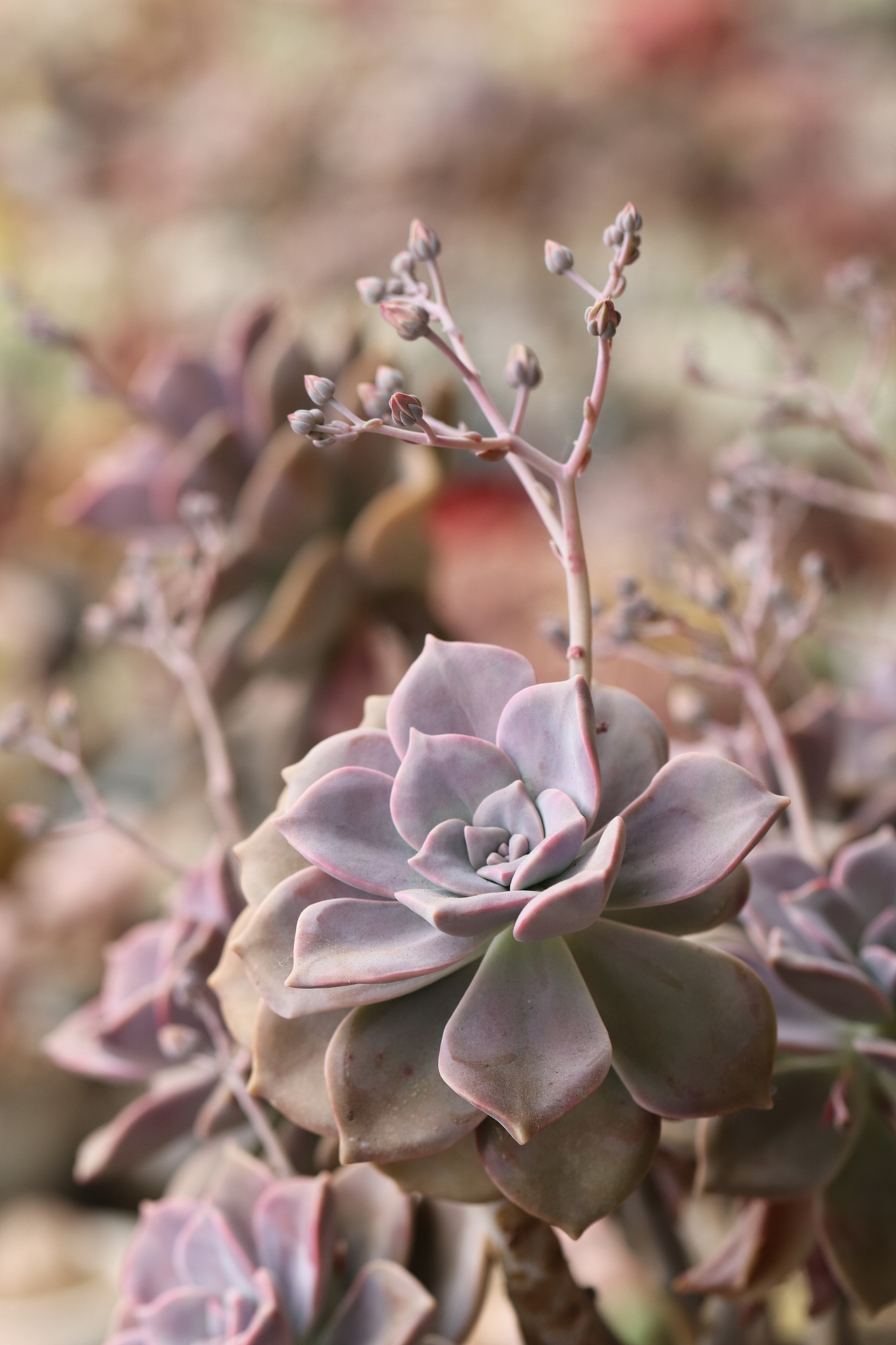 多肉（图ZMjU3MTM2Mjk2） - 其他摄影 - 站酷设计师生活可爱原创素材 - 站酷ZCOOL