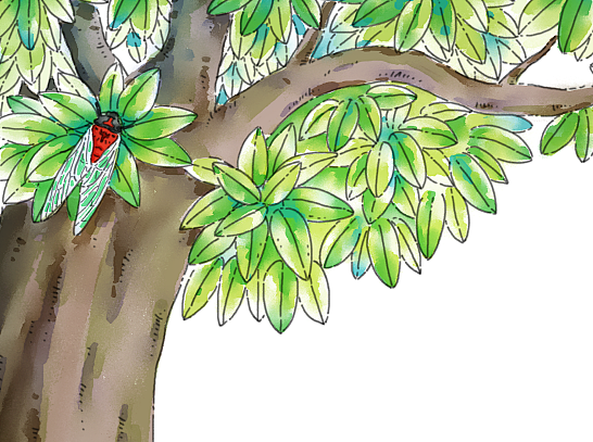 细节 br>我们老家叫知了做"咪咪嘎",咪咪~咪咪~~嘎