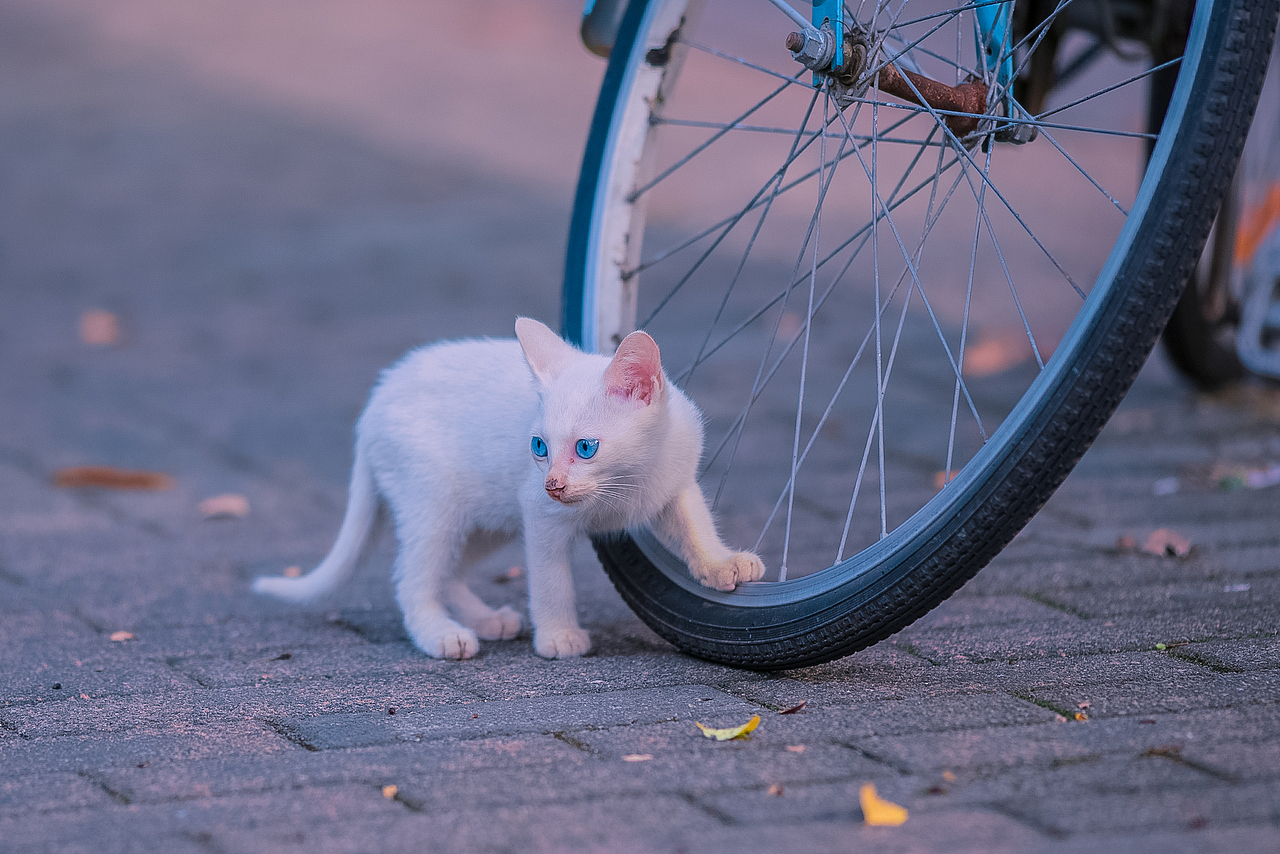 寻猫集100