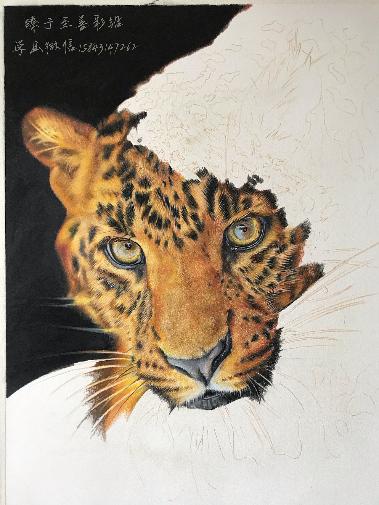 彩铅画动物豹新课案例