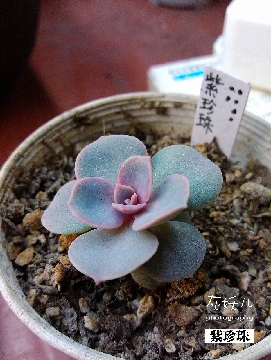 我家美丽的多肉植物（图ZOTU0NjA2OA==） - 其他摄影 - 站酷设计师灰妖儿原创素材 - 站酷ZCOOL