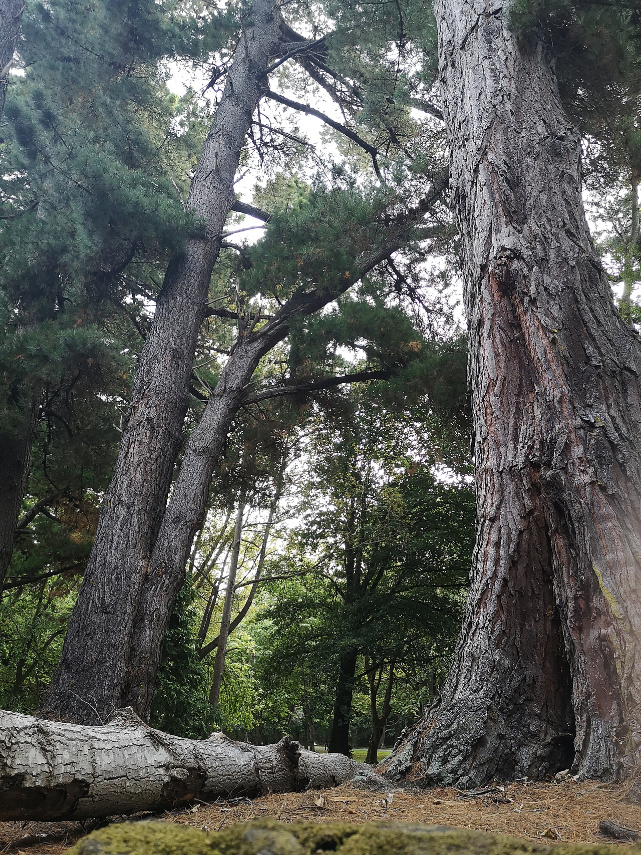 皇后公园（图ZMTQ1MzUzNjIw） - 风光摄影 - 站酷设计师思所设计殷超原创素材 - 站酷ZCOOL