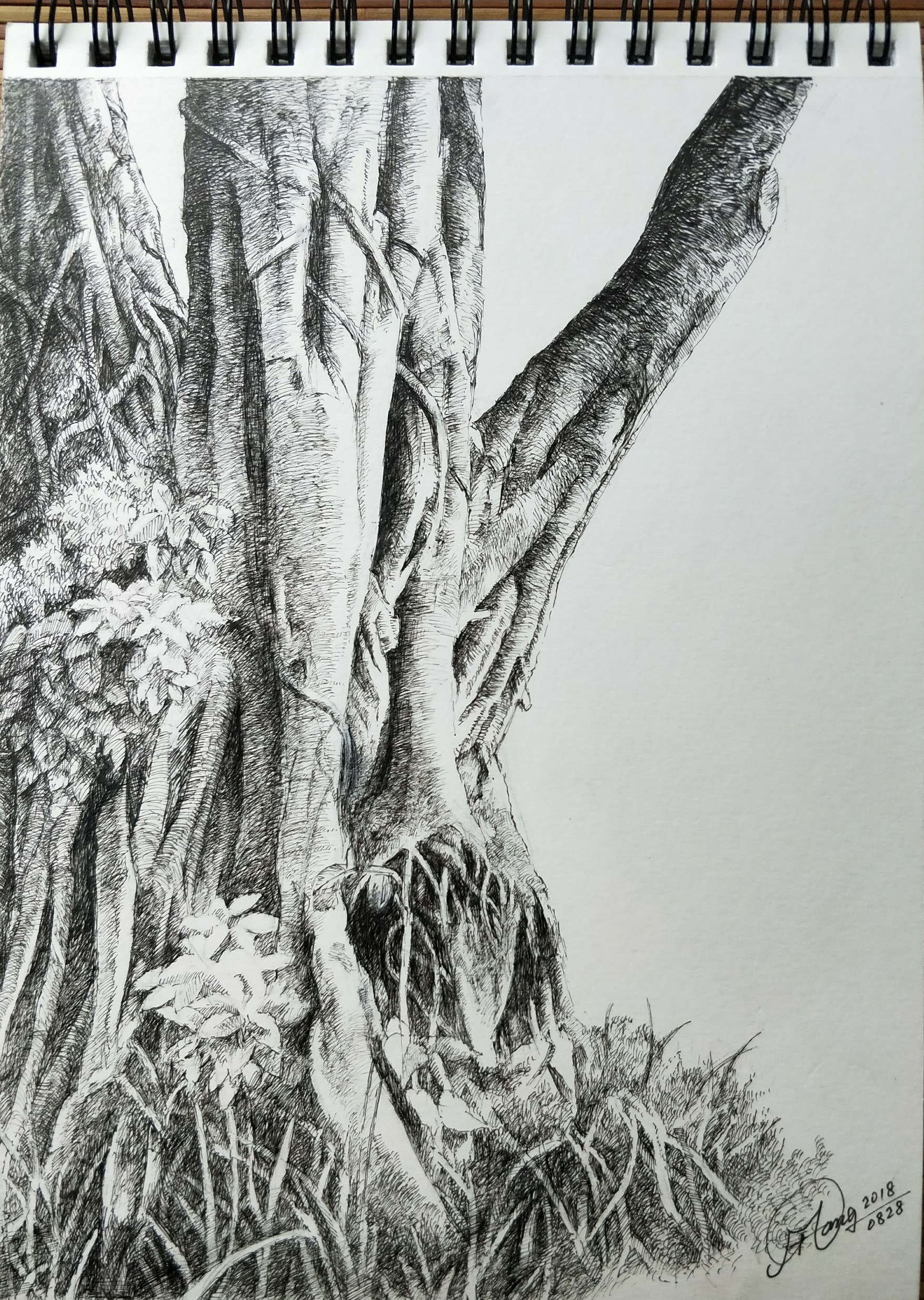榕树画素描画图片