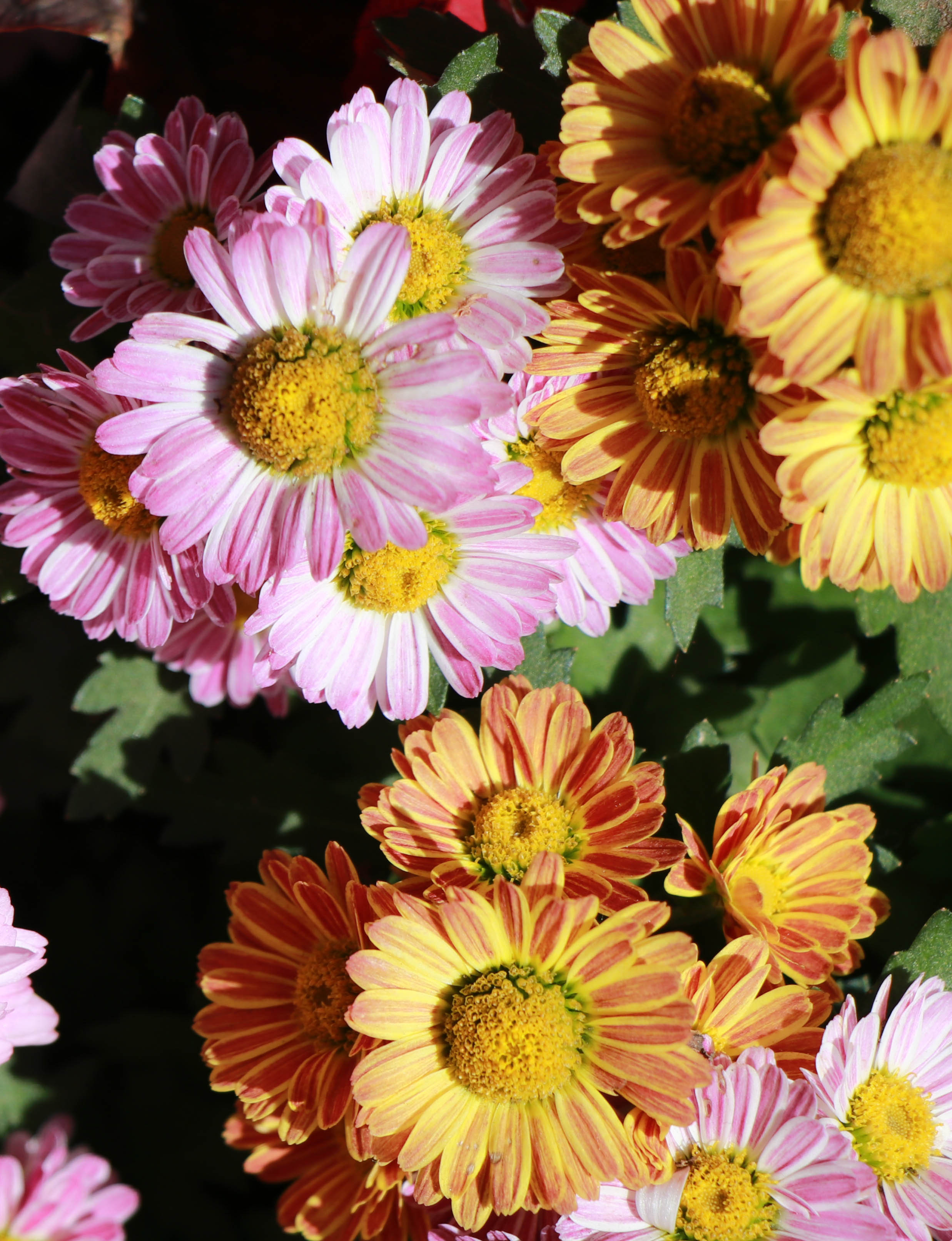 印象《丽江花卉》|摄影|风光摄影|风雪银城 - 原创作品 - 站酷 (zcool