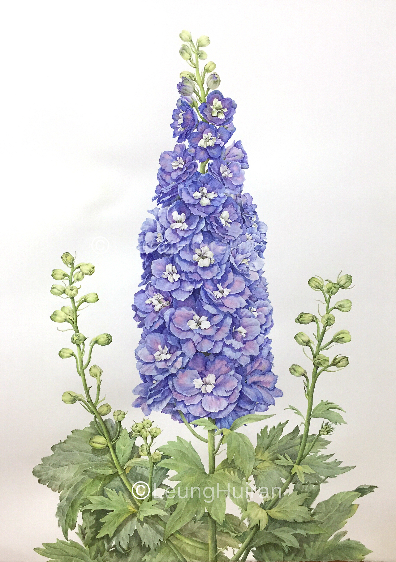 高翠雀花正稿完成图