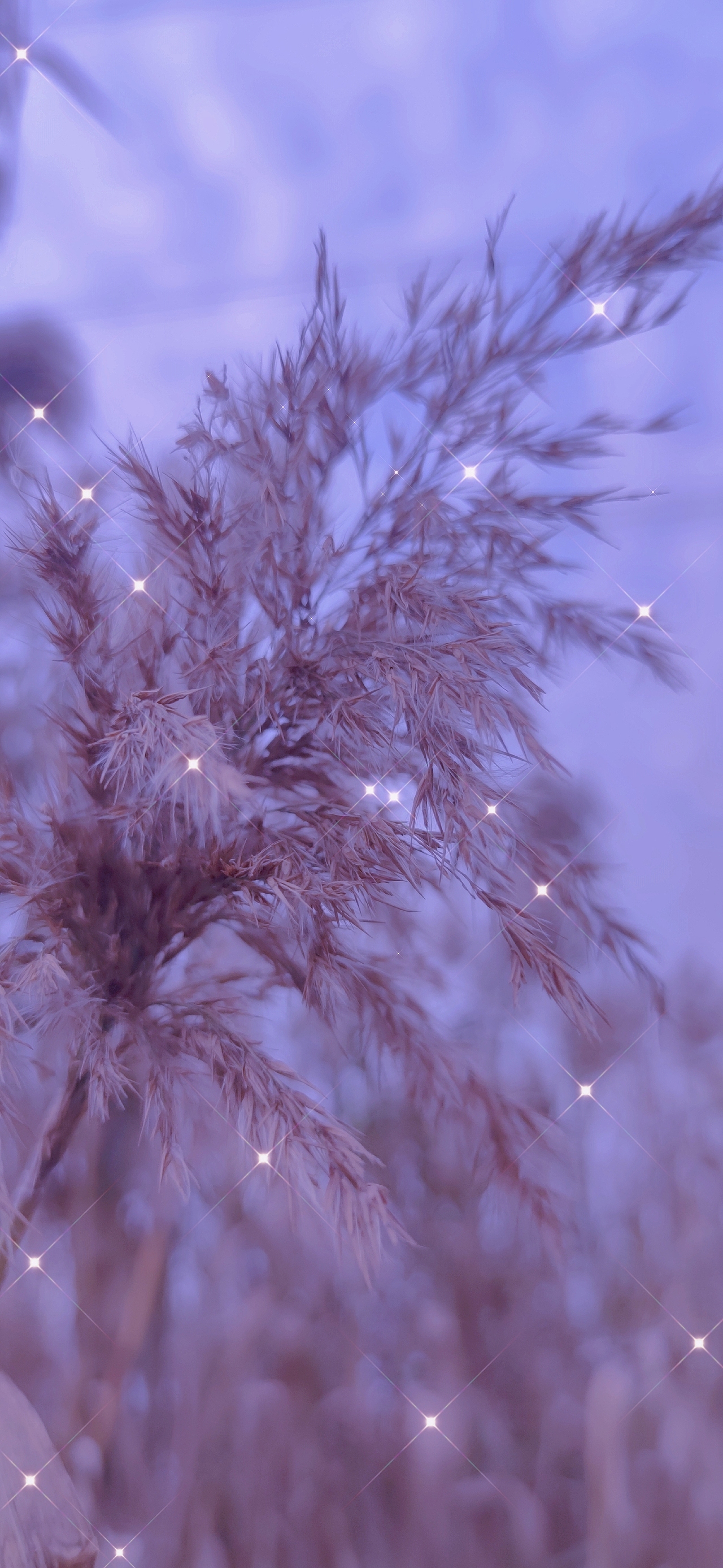 静谧黄昏后-芦苇荡的秘密