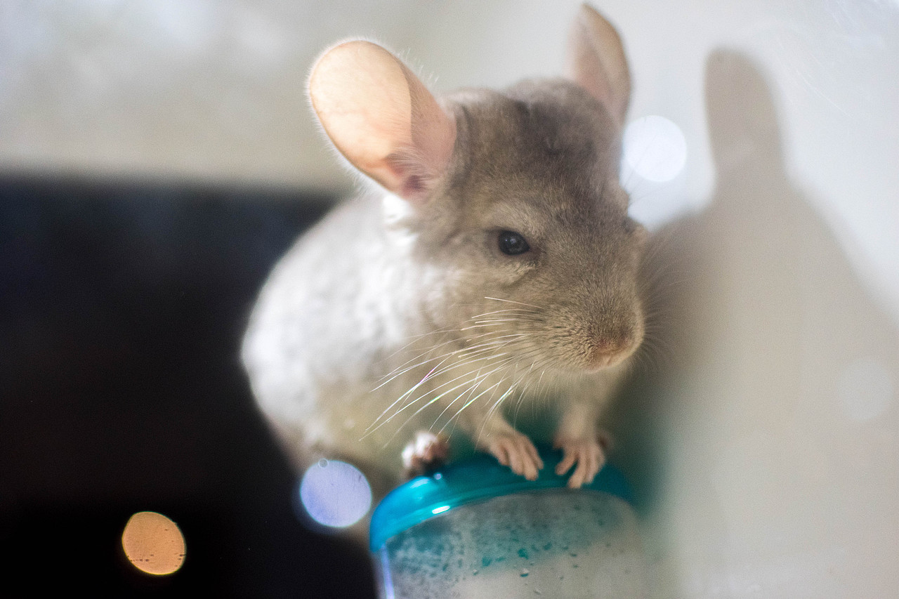 龙猫的生活（图ZMTc5Nzc5Nzk2） - 宠物摄影 - 站酷设计师小牛梦工厂原创素材 - 站酷ZCOOL