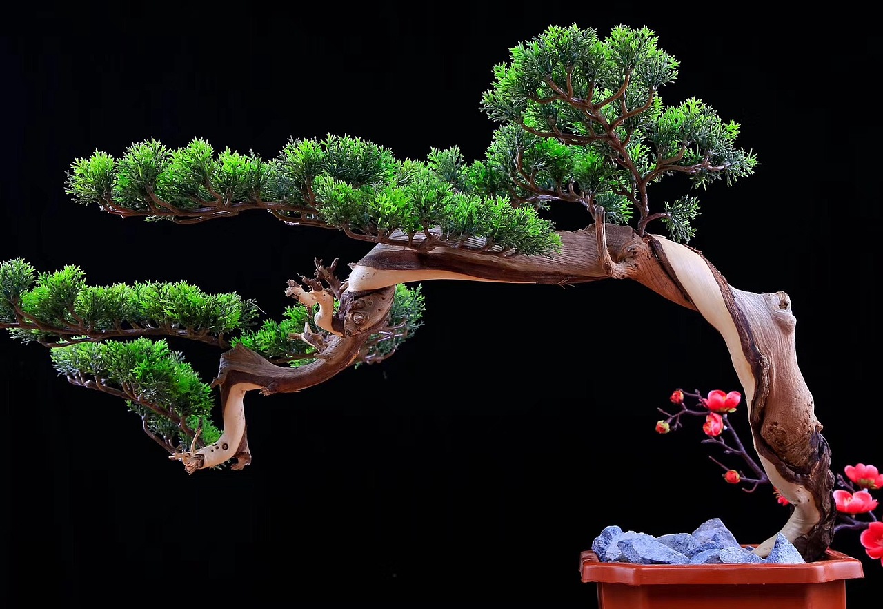 崖柏盆景(迎客松)