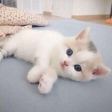 小猫咪蜜的头像