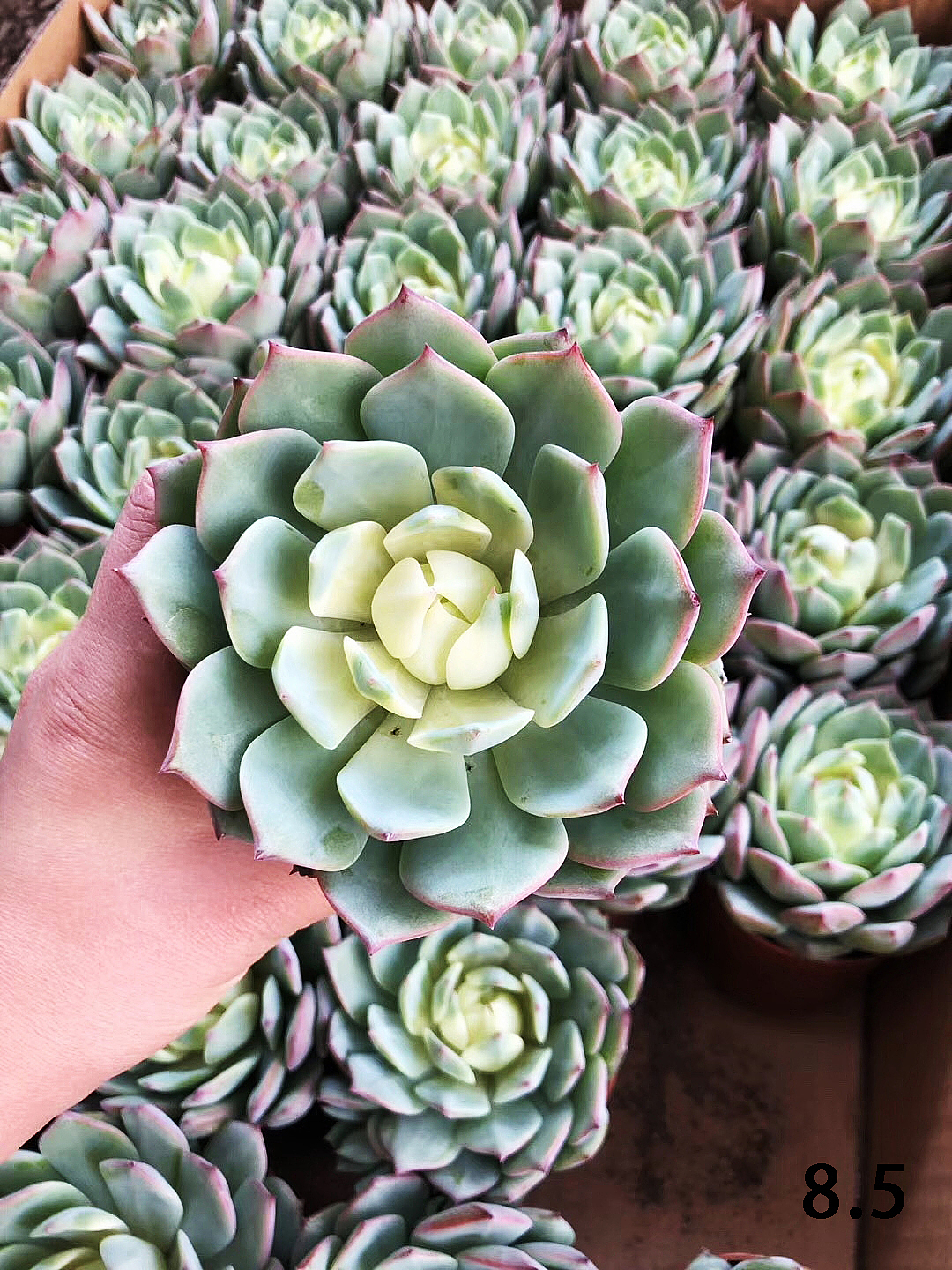 云南东南亚多肉绿植（图ZMTU1NDUxNDYw） - 产品摄影 - 站酷设计师绿植玩家原创素材 - 站酷ZCOOL