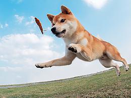 动物