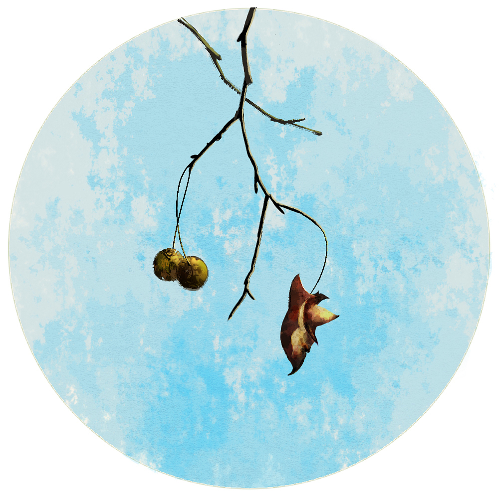 梧桐|插画|创作习作|林中小蜗_原创作品-站酷zcool