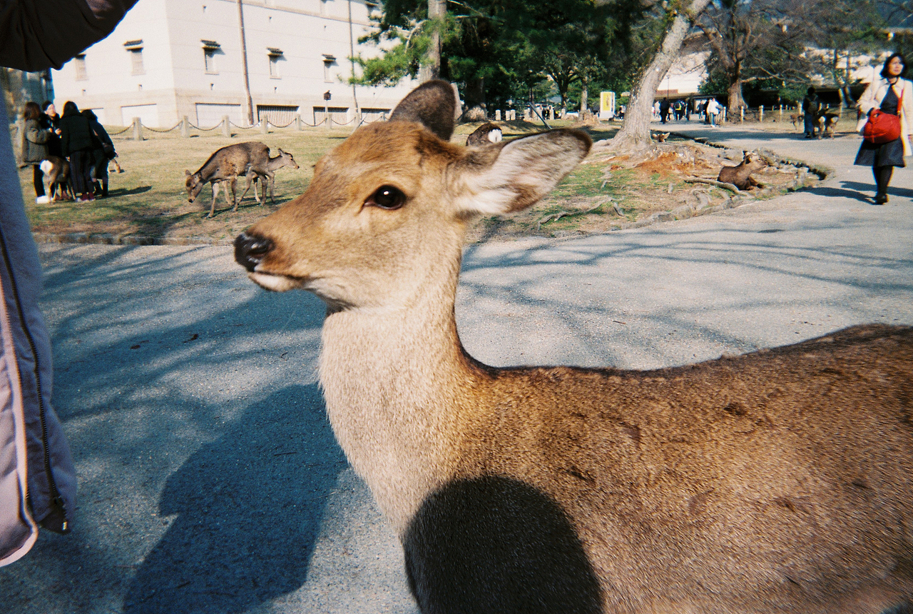 日本旅行胶片摄影（图ZMTE5NTAyNjg0） - 人像摄影 - 站酷设计师beingho123原创素材 - 站酷ZCOOL