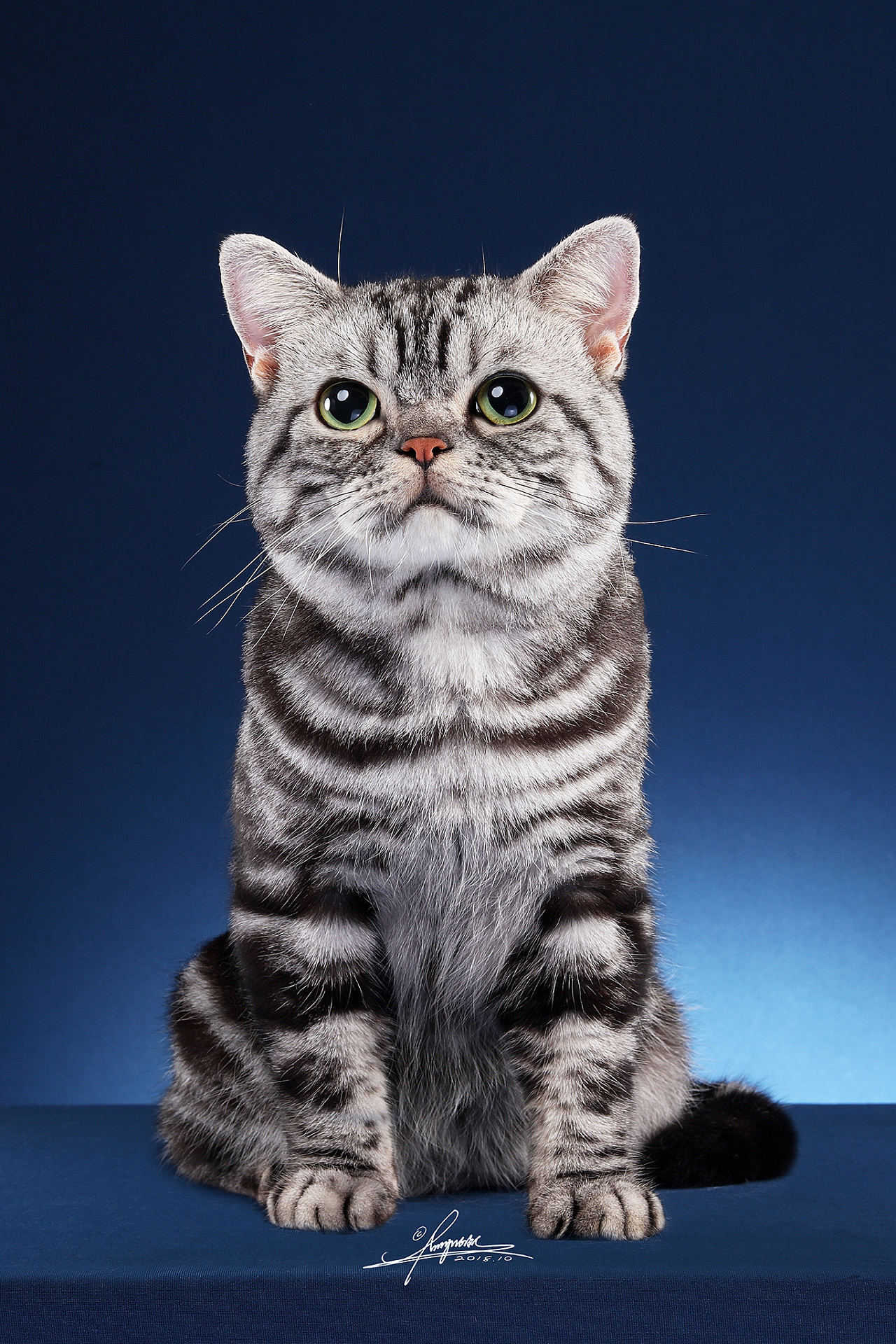 波斯猫|摄影|动物|AMYWORKS赛猫摄影 - 原创作品 - 站酷 (ZCOOL)
