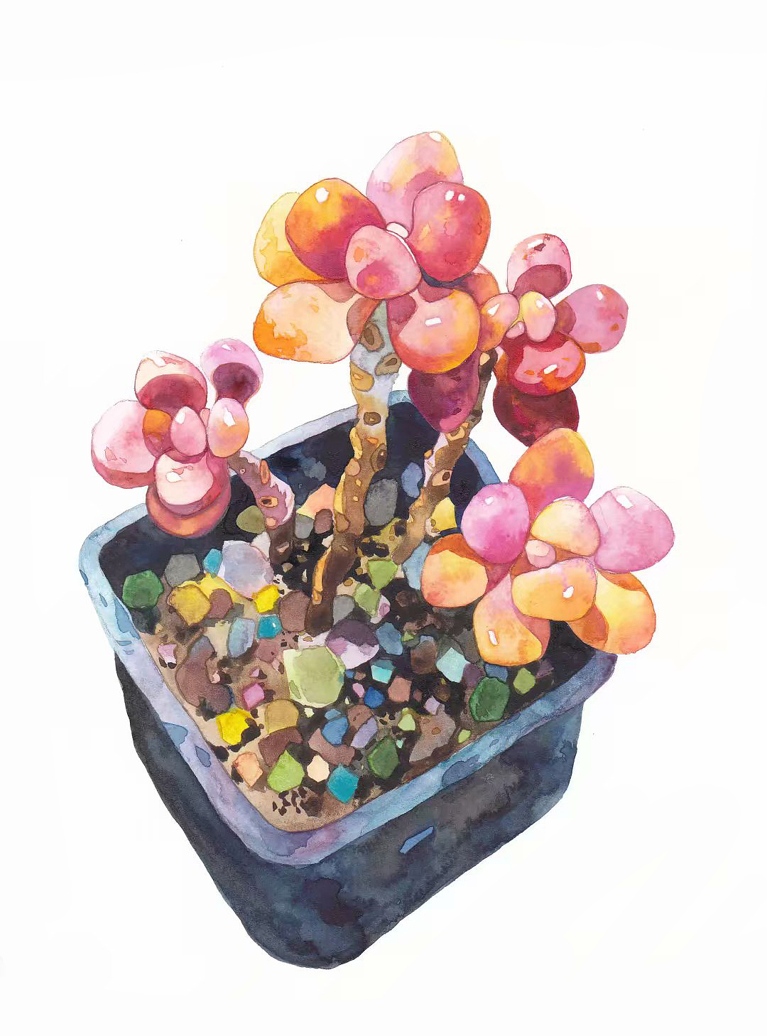 水彩手绘多肉植物系列（图ZMjAxMjAxNTQ0） - 绘画 - 站酷设计师插画师酸酸原创素材 - 站酷ZCOOL