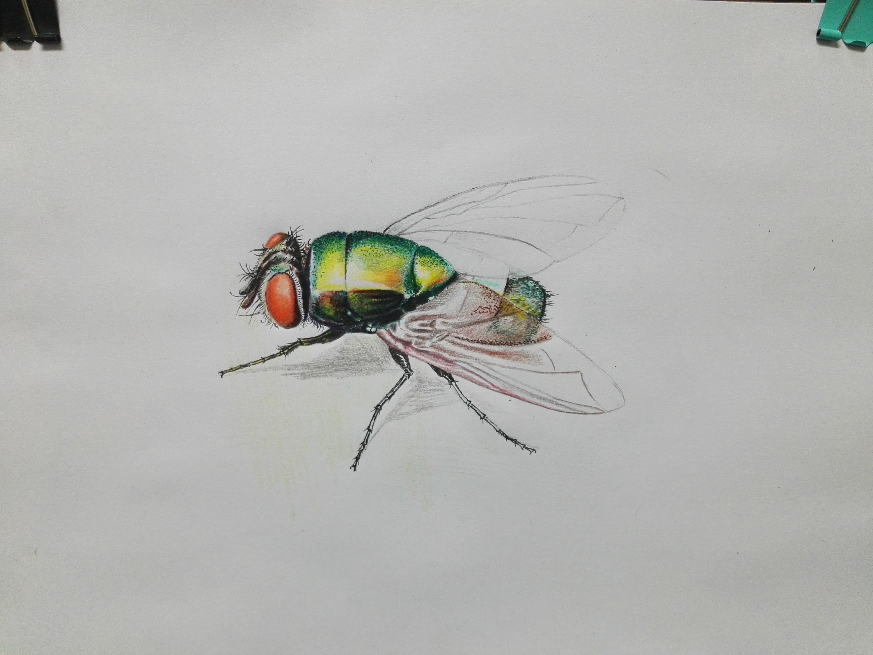 绿头苍蝇|纯艺术|绘画|散玫瑰手绘 - 原创作品 - 站酷 (zcool)