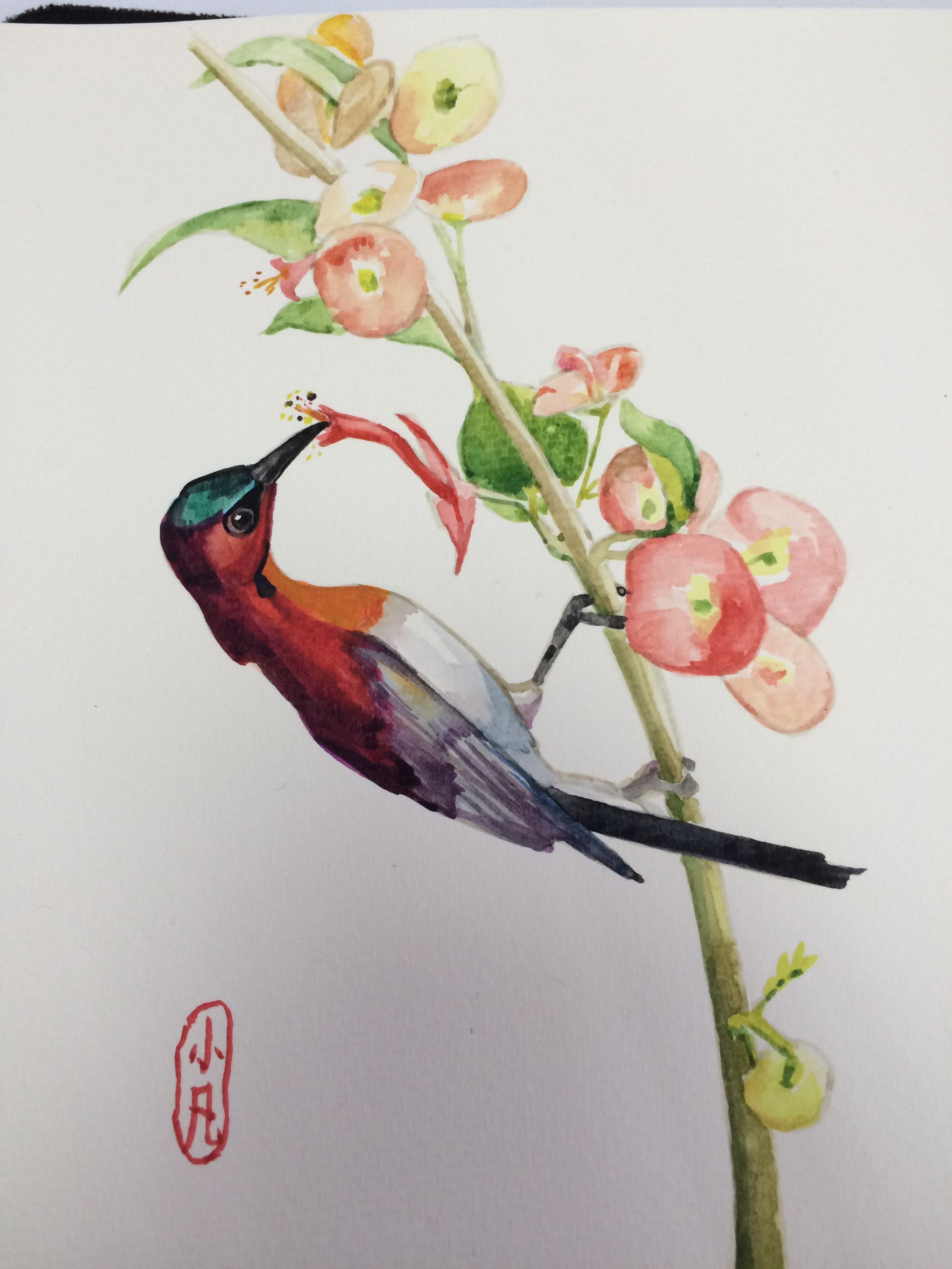 水彩——蜂鸟