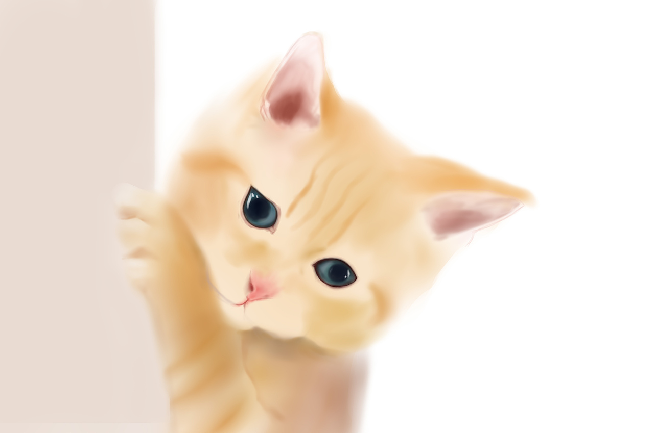 我家有猫系列—橘猫