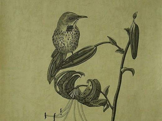 我画的【百鸟绘】之一（个人主页-ZNDg1OTkyNzY=） - 绘画 - 站酷设计师6黄柱成9原创素材 - 站酷ZCOOL