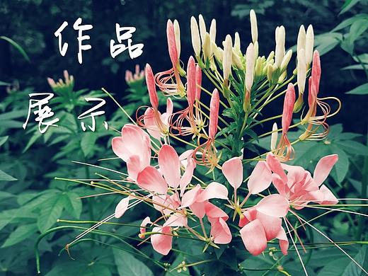静物摄影作品集