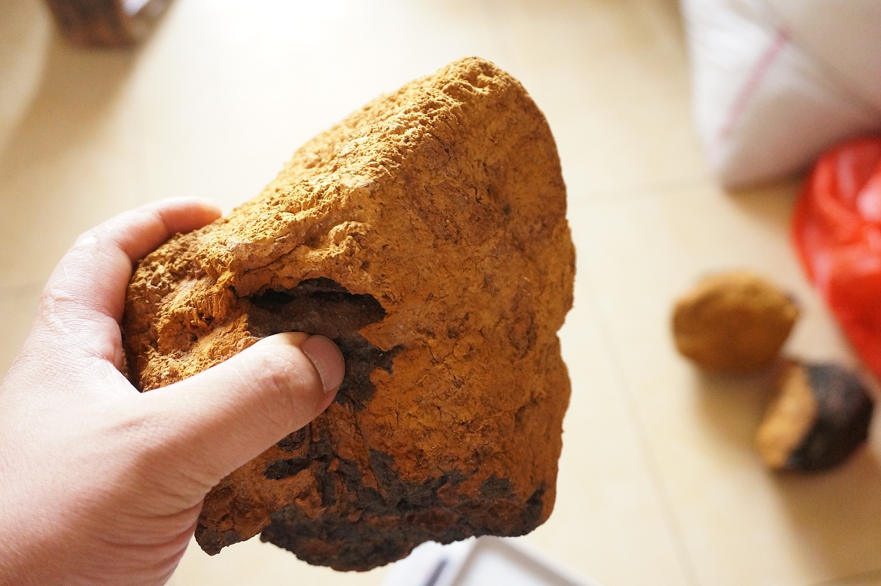 云南满泽桦树茸 俄罗斯白桦茸