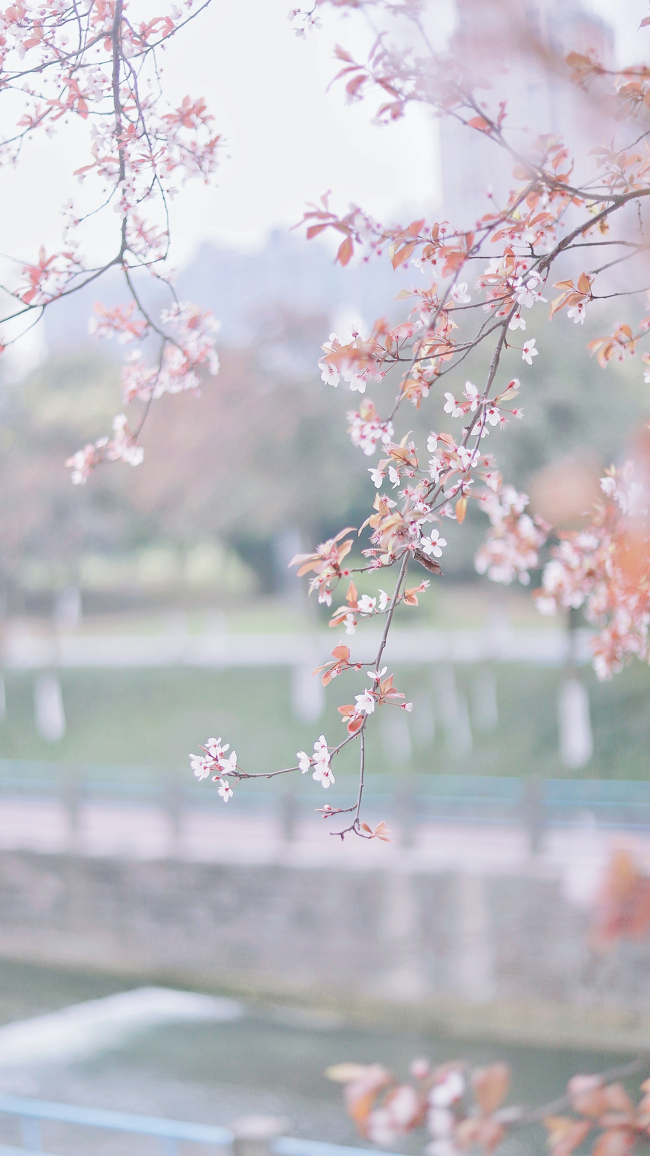 花枝春满，山河无恙，人间皆安（图ZMjAzODE4NTEy） - 风光摄影 - 站酷设计师吴所畏_原创素材 - 站酷ZCOOL