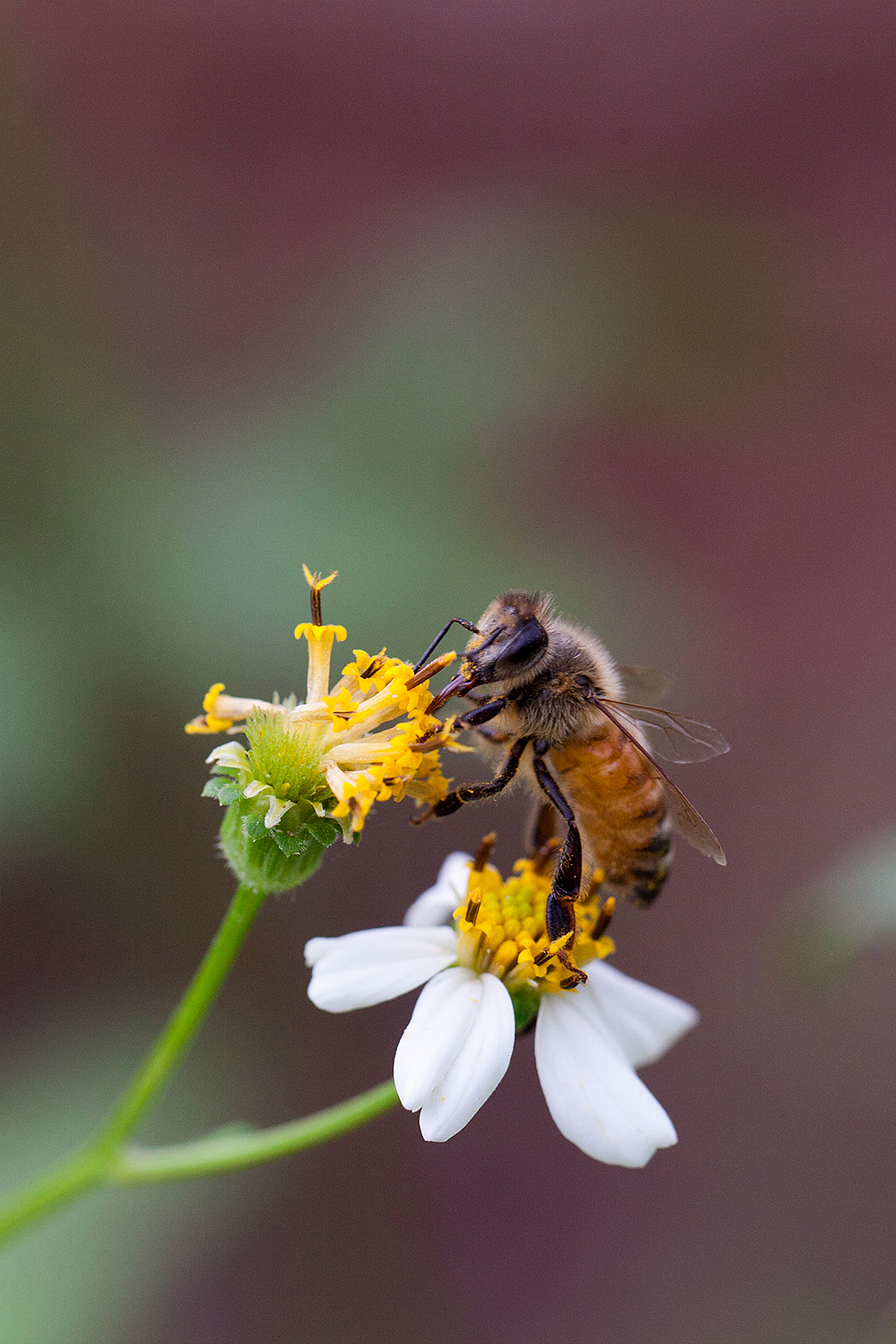 抓蜂捕蝶（图ZMzU3NzUwODA=） - 风光摄影 - 站酷设计师野蛮驴友原创素材 - 站酷ZCOOL