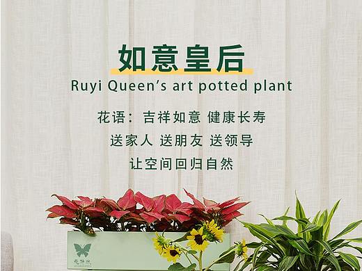 绿植如意皇后详情页
