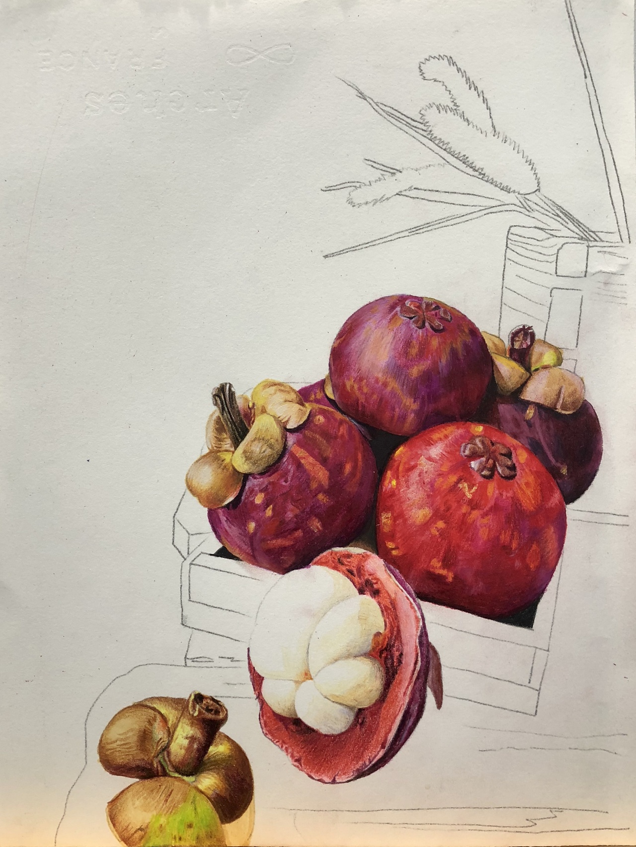 彩铅写实作品—《静物山竹》