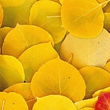 Yet_Autumn的头像