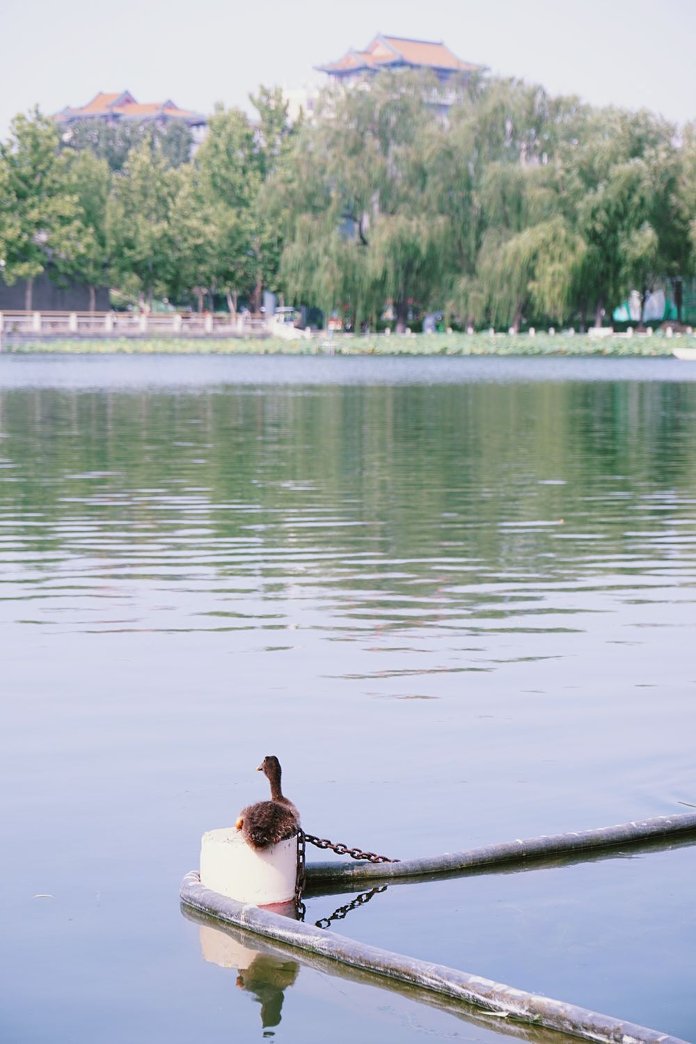 五台山泉打卡北京莲花池公园