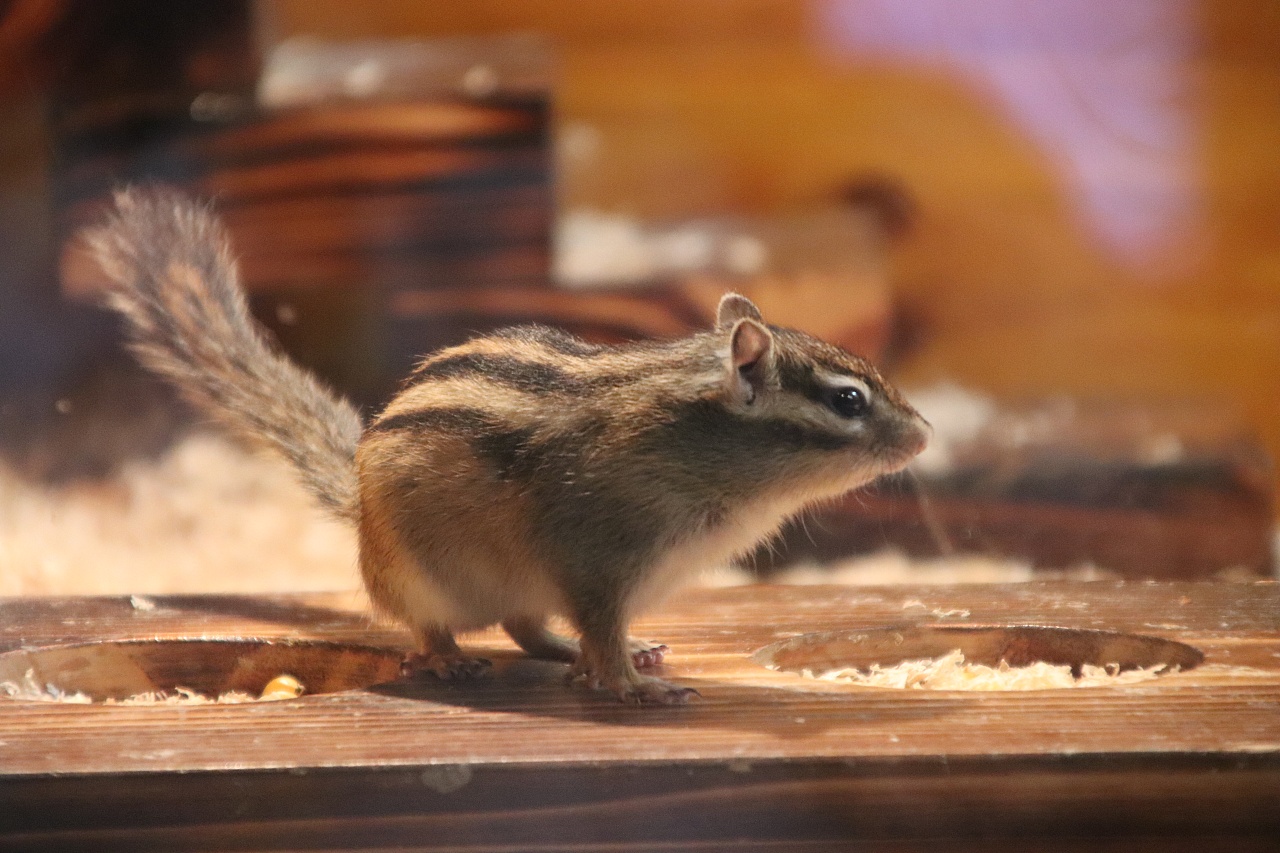 可爱的小松鼠|摄影|宠物摄影|小豆丁hr - 原创作品 - 站酷 (zcool)