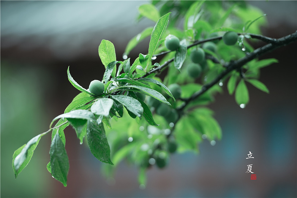 立夏