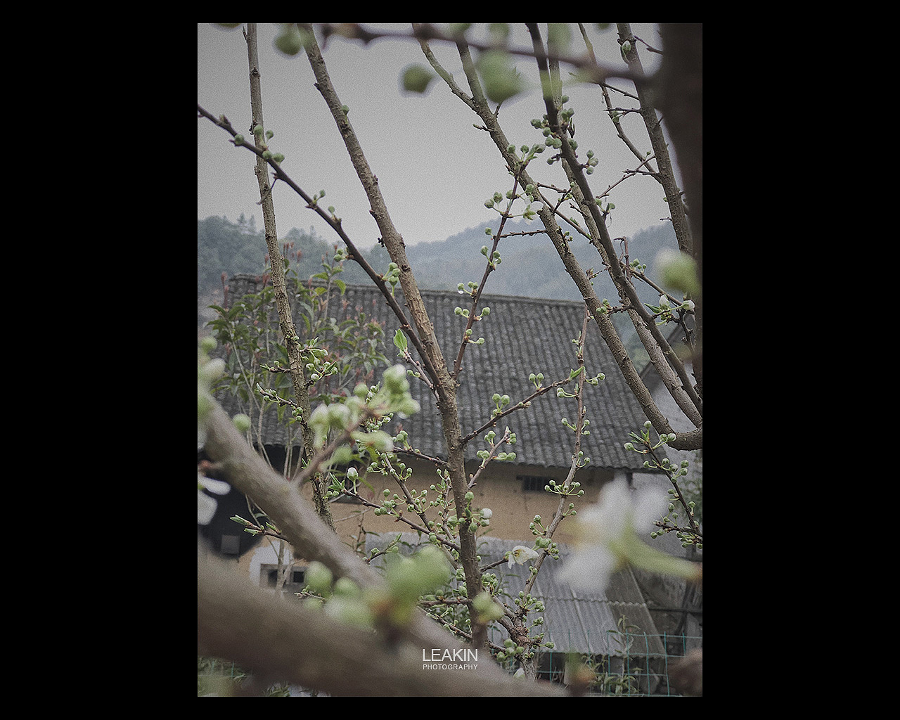 春迟迟-手机摄影（图ZMTk5MjU0MDI0） - 人文/纪实摄影 - 站酷设计师LEAKIN原创素材 - 站酷ZCOOL