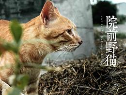 动物摄影「猫与蛙」