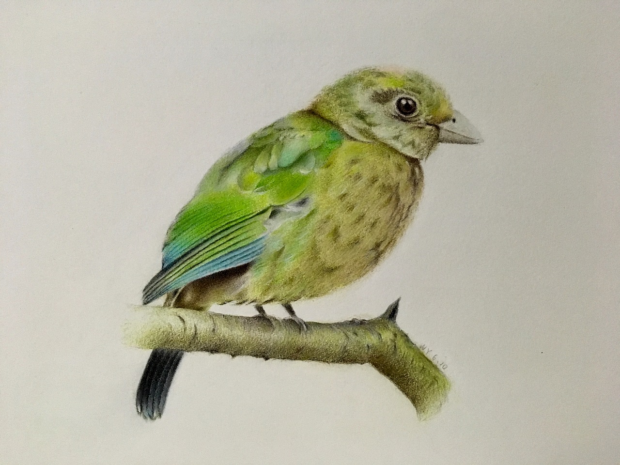 临摹彩铅鸟|纯艺术|绘画|鸟窝001_临摹作品-站酷zcool