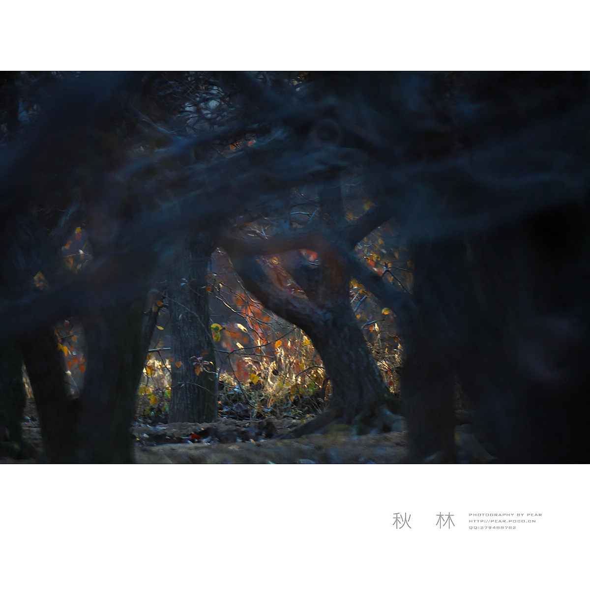 秋 林(续)