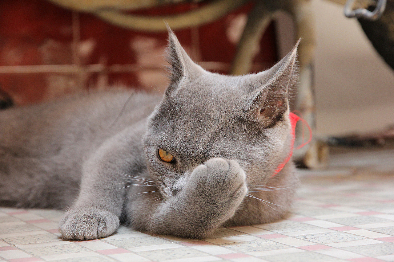 我家熊蛋~（图ZMjYyNzkyMzI=） - 宠物摄影 - 站酷设计师红绿双人原创素材 - 站酷ZCOOL