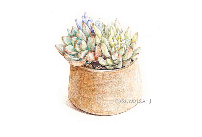 【@SUNRISE-J】绘多肉 --多肉植物彩铅作品