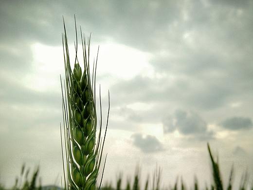 一组田间的摄影
