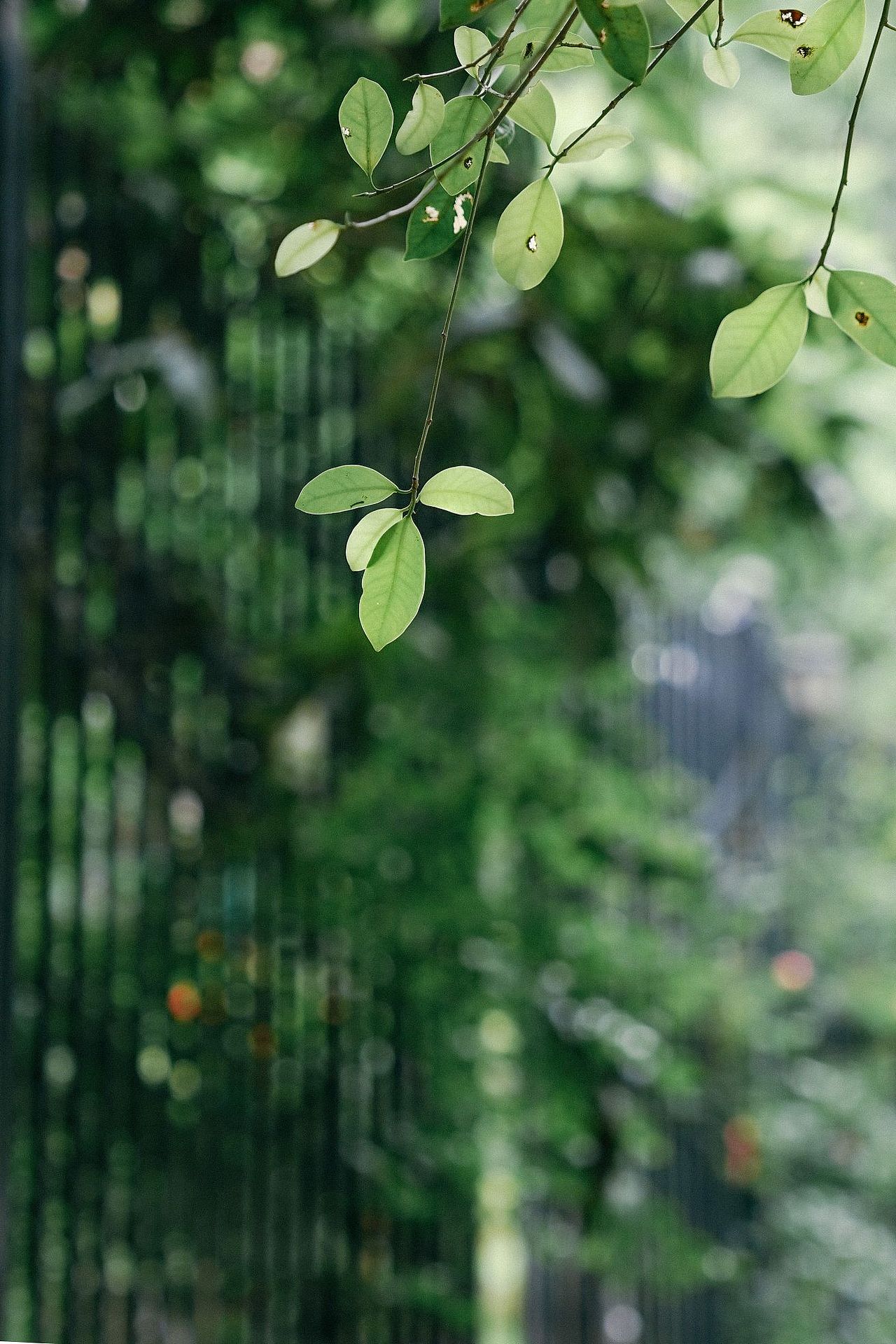 绿色（图ZMzM2ODg1OTAw） - 风光摄影 - 站酷设计师远山摄原创素材 - 站酷ZCOOL