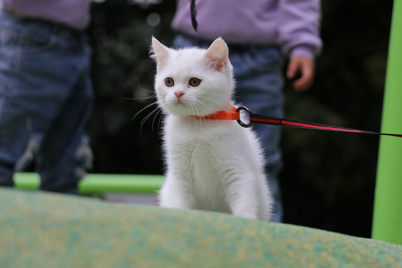 195英短纯白公全身白纯种白猫英短