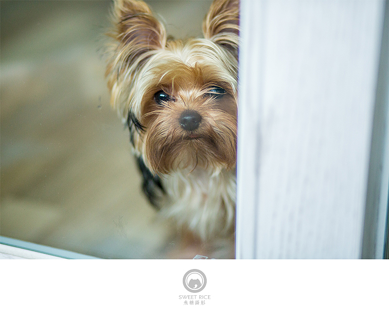 加菲阿宝和乱入的东西（图ZNDY1NjQ0MjA=） - 宠物摄影 - 站酷设计师挂糖原创素材 - 站酷ZCOOL