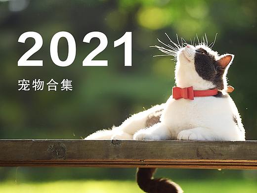 宠物食品/用品/详情页/电商